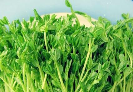吃豆芽菜帮你治疗四种常见病