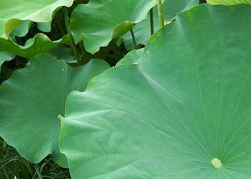 教你自制荷叶减肥茶