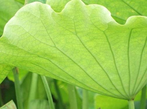 泻痢的食物与饮食方法