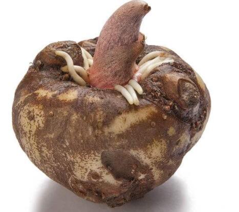 小魔芋拥有大魔力