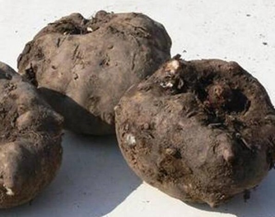 魔芋的营养价值