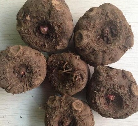 魔芋 像果冻般的减肥美味