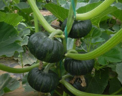 多吃南瓜能保护视力预防眼疾