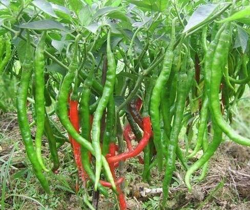 如何吃辣椒过瘾又不伤身