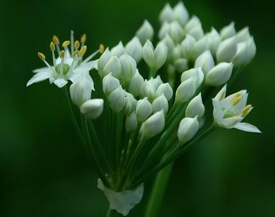 韭菜花能和蒜薹一起吃吗/同吃_韭菜花和蒜薹相克吗