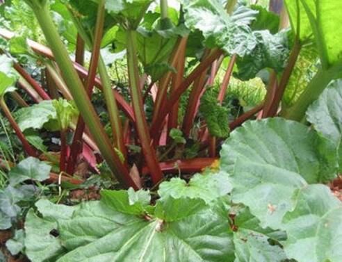 三大黄金谷物 助你拥有健康好身体