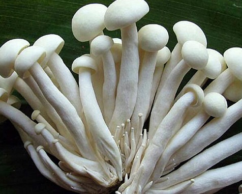 海鲜菇不能和什么一起吃？海鲜菇有哪些搭配禁忌？