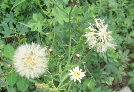 尿路感染的食物有哪些？吃什么好