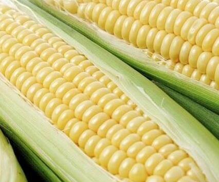 常食鲜玉米 延年益寿