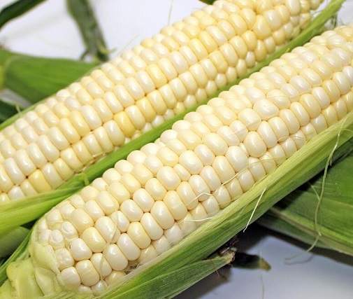 黄玉米能和豌豆一起吃吗_黄玉米和豌豆能一起吃吗/同吃