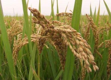 重金属污染稻米，我们吃什么