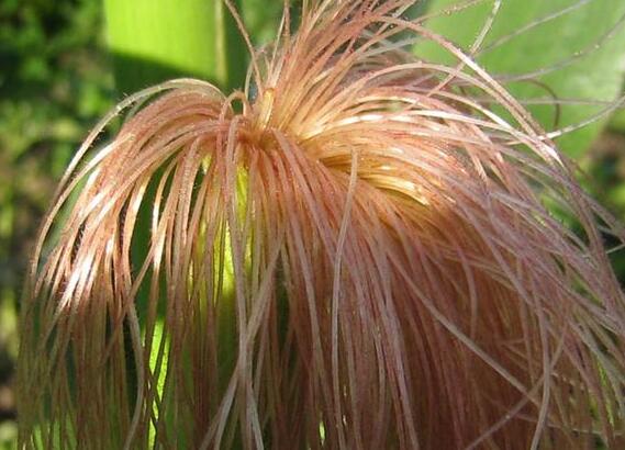 玉米须的药用价值