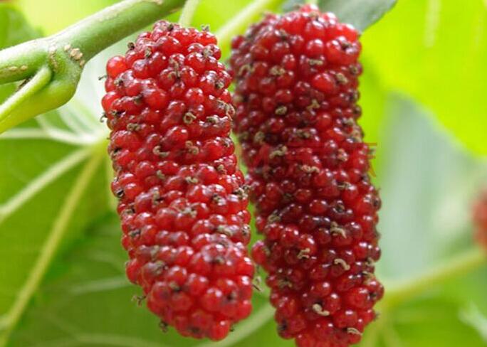 吃桑葚可保健 抗老安眠防脱发