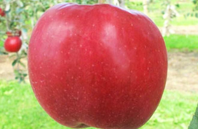 吃苹果对孕妇有什么好处?