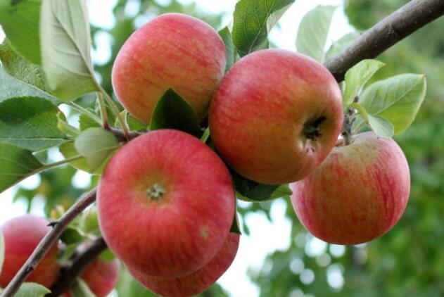 喝苹果汁有什么好处?