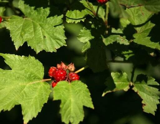 山楂增强机体免疫力 自制山楂绿茶可解毒降脂