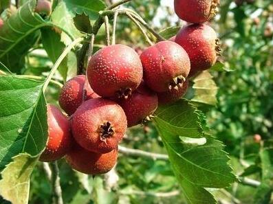 胸痹心痛吃什么食物好？如何饮食