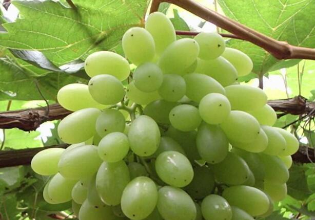 益心血管的食物与饮食方法