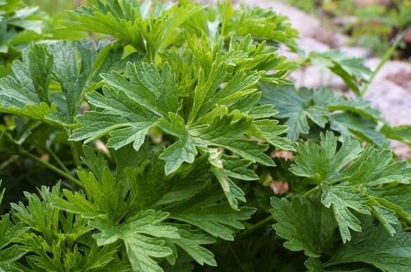 益母草功效 养颜补血最在行