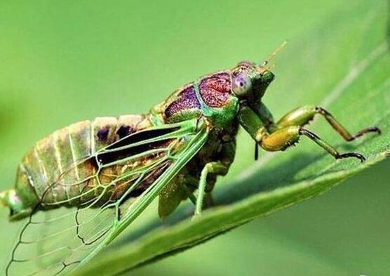 夜啼吃什么食物好？如何饮食