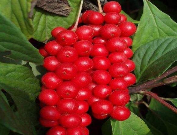 五味子缓解失眠 酸味养胃菜促进睡眠