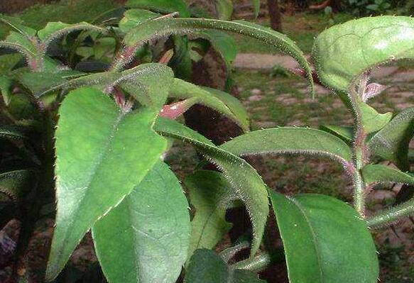 牙龈肿痛的食物有哪些？吃什么好