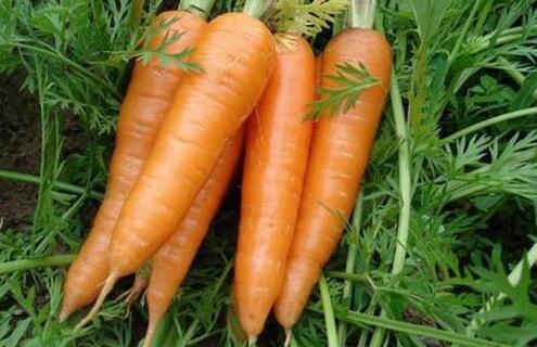 豆类胡萝卜含多种抗癌物质 有效预防乳腺癌