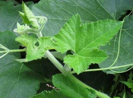 肺结核的食物与饮食方法