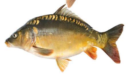 鲤鱼是淡水鱼中的“营养王”