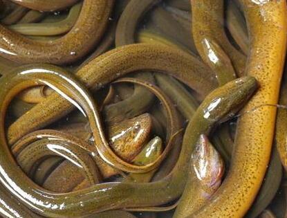 产后调理芹菜炒鳝鱼