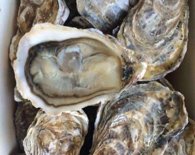 吃生蚝对男人的大有益处生蚝的营养价值