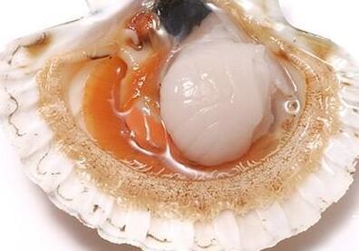 食疗治白发,扇贝壳能治白头发吗