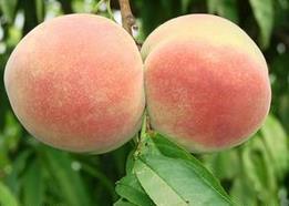 饮食禁忌：哪些人不宜吃桃子？