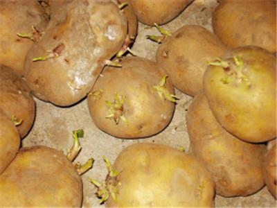 这些蔬菜不能吃 当心有毒素