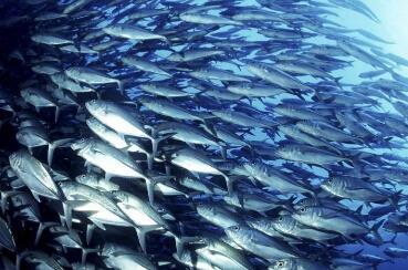 中年女人多吃这4种食物更健康 中年女人多吃这4种食物更健康