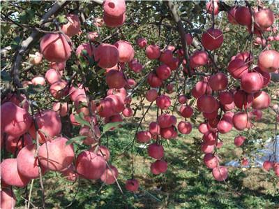 孕妇到底能不能吃苹果? 孕妇到底能不能吃苹果?