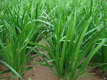 孩子生病时饮食应注意什么? 孩子生病时饮食应注意什么?