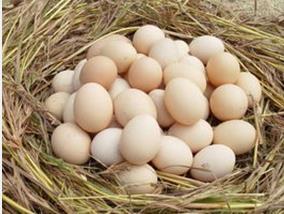 土鸡蛋里猫腻多  加黄鸡蛋要靠着色剂