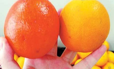 橙子染过色的五个鉴别方法