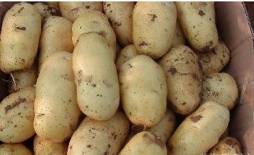 土豆表皮深黄色及紫色者属最好