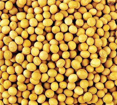 黄豆有什么样的功效呢？