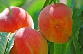 夏季宜吃5种“超级水果”