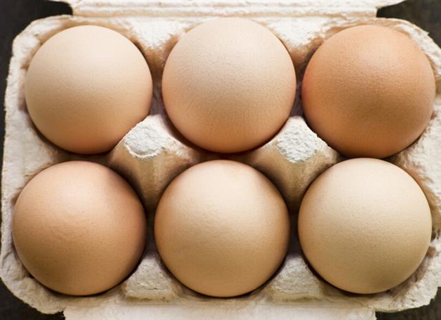 儿童吃鸡蛋勿陷入六大误区