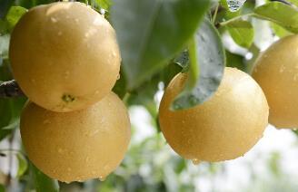 惊蛰吃梨可润燥 盘点梨的五种养生功效