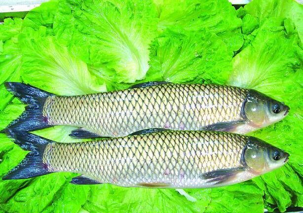 注意!常吃烧焦的鱼易患癌症 注意!常吃烧焦的鱼易患癌症