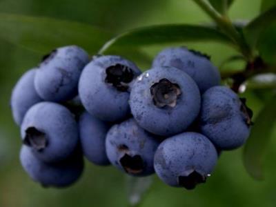 每天吃多少蓝莓有好处