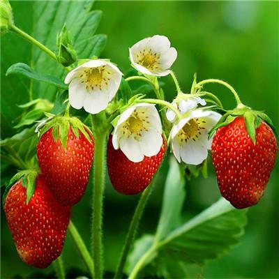 带你了解草莓的几种常见吃法