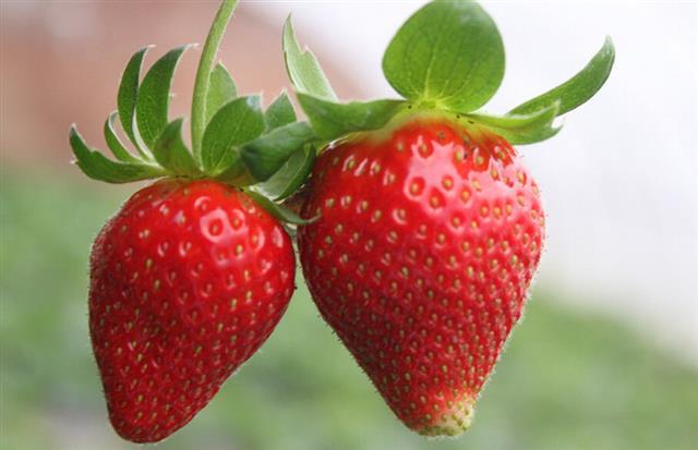 草莓的七种别样吃法 吃货必看