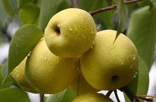 冬季吃梨助健康 小编推荐6种梨食谱