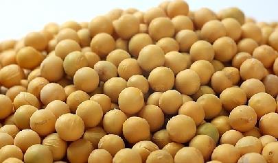 黄豆对人体的10种药用功效